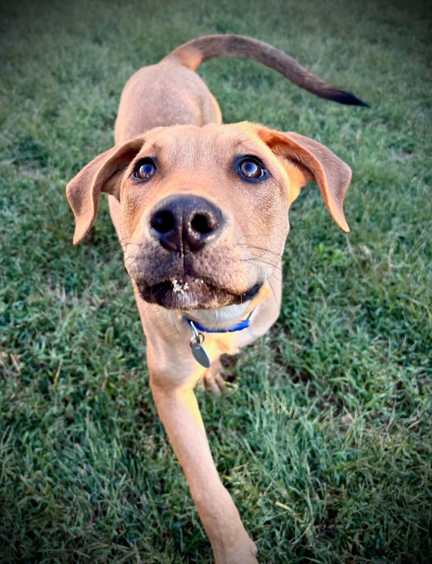 Ralphie photo