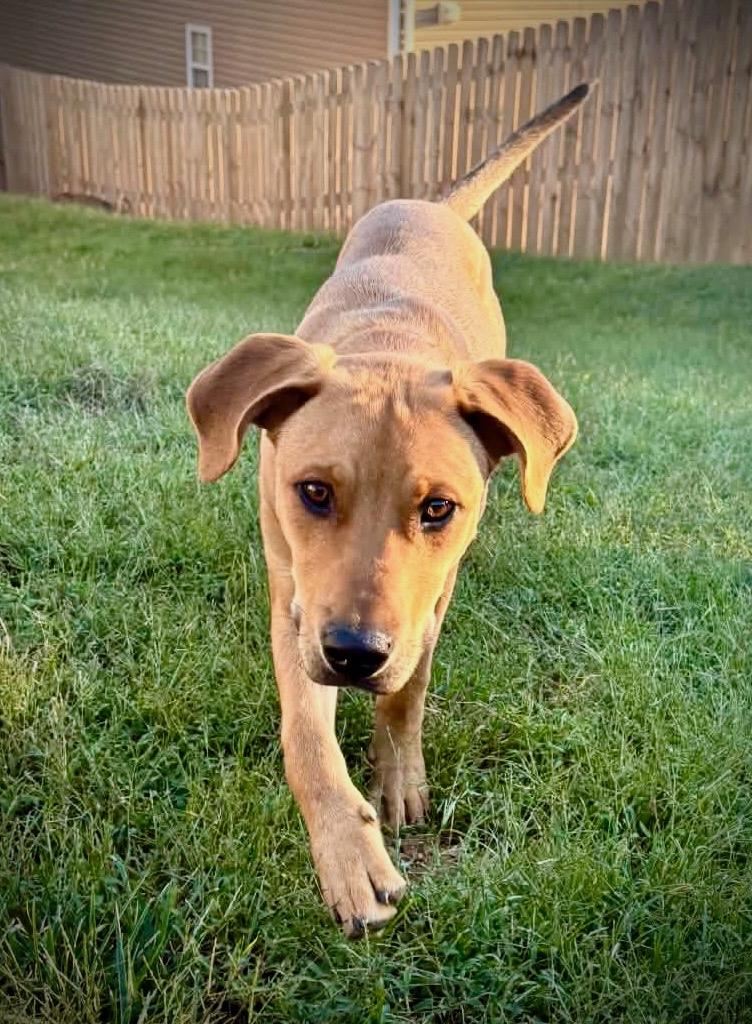 Enlarge Ralphie, a Adoptable mixed breed in Powell, TN image 4/6