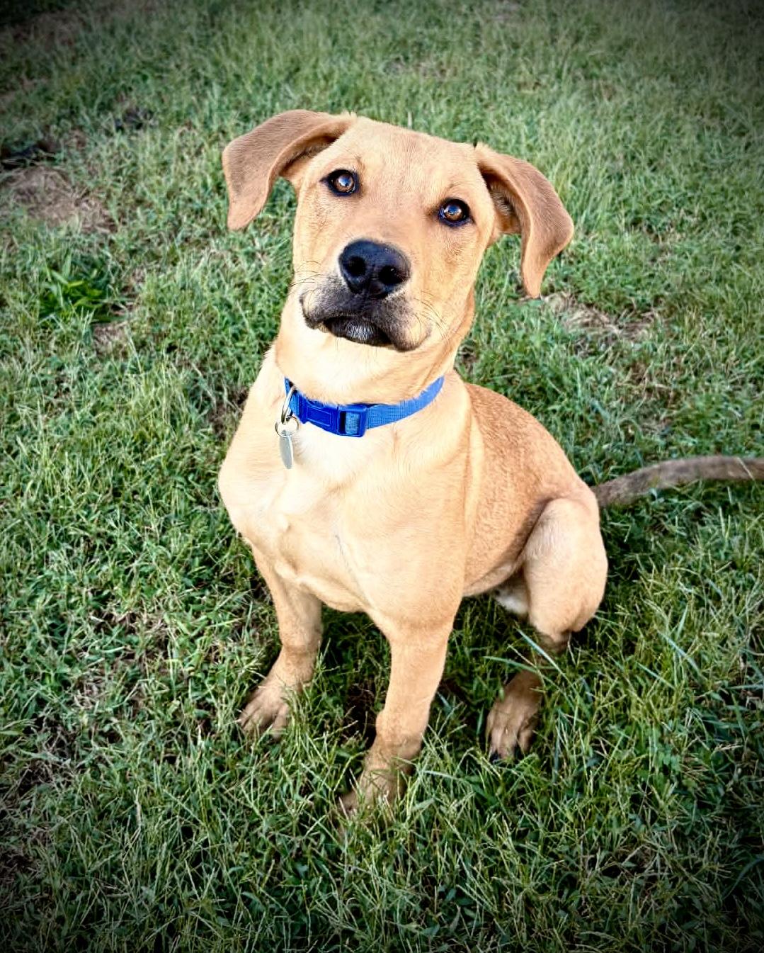 Enlarge Ralphie, a Adoptable mixed breed in Powell, TN image 2/6