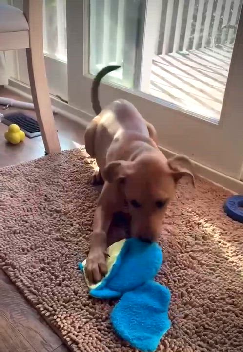 Enlarge Ralphie, a Adoptable mixed breed in Powell, TN video 6/6