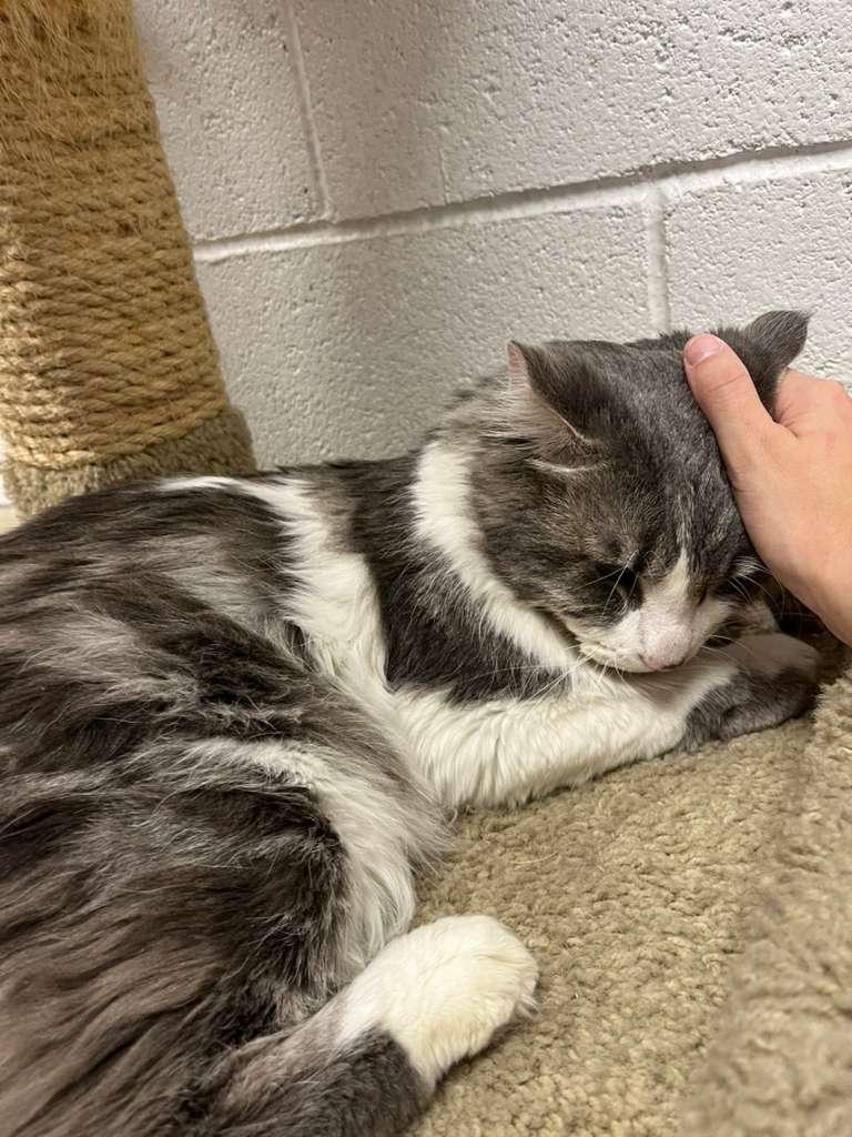 T-Bone, Adoptable, Adult Male Domestic Long Hair.