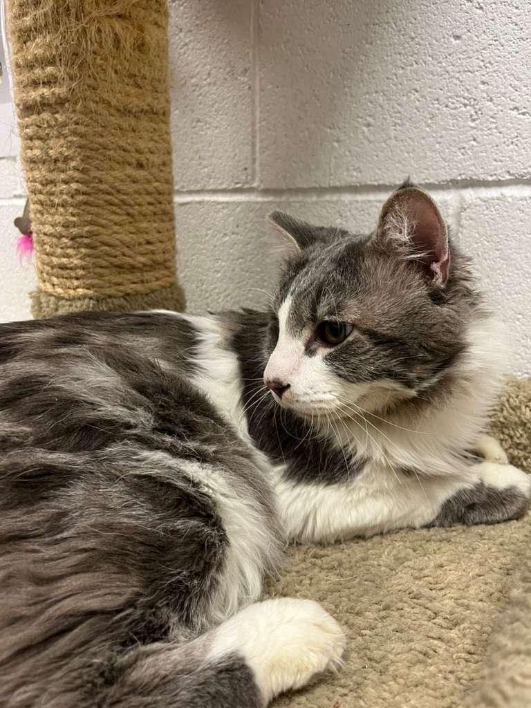 Enlarge T-Bone, a Adoptable Domestic Long Hair in Las Vegas, NV image 2/4