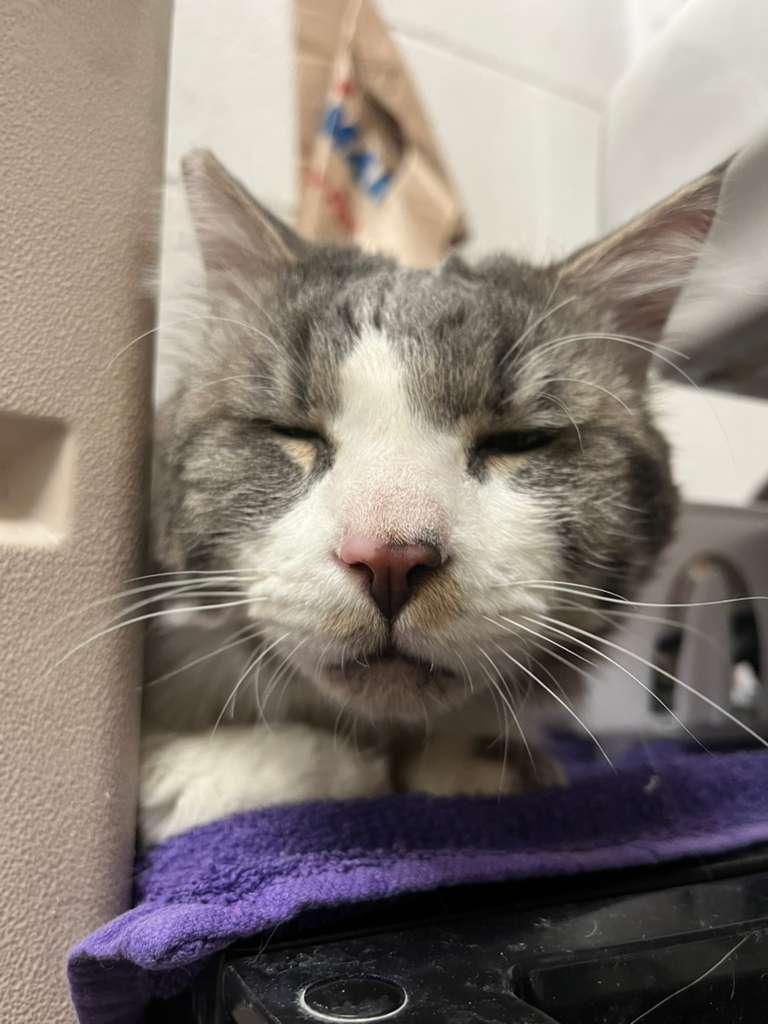 Enlarge T-Bone, a Adoptable Domestic Long Hair in Las Vegas, NV image 4/4