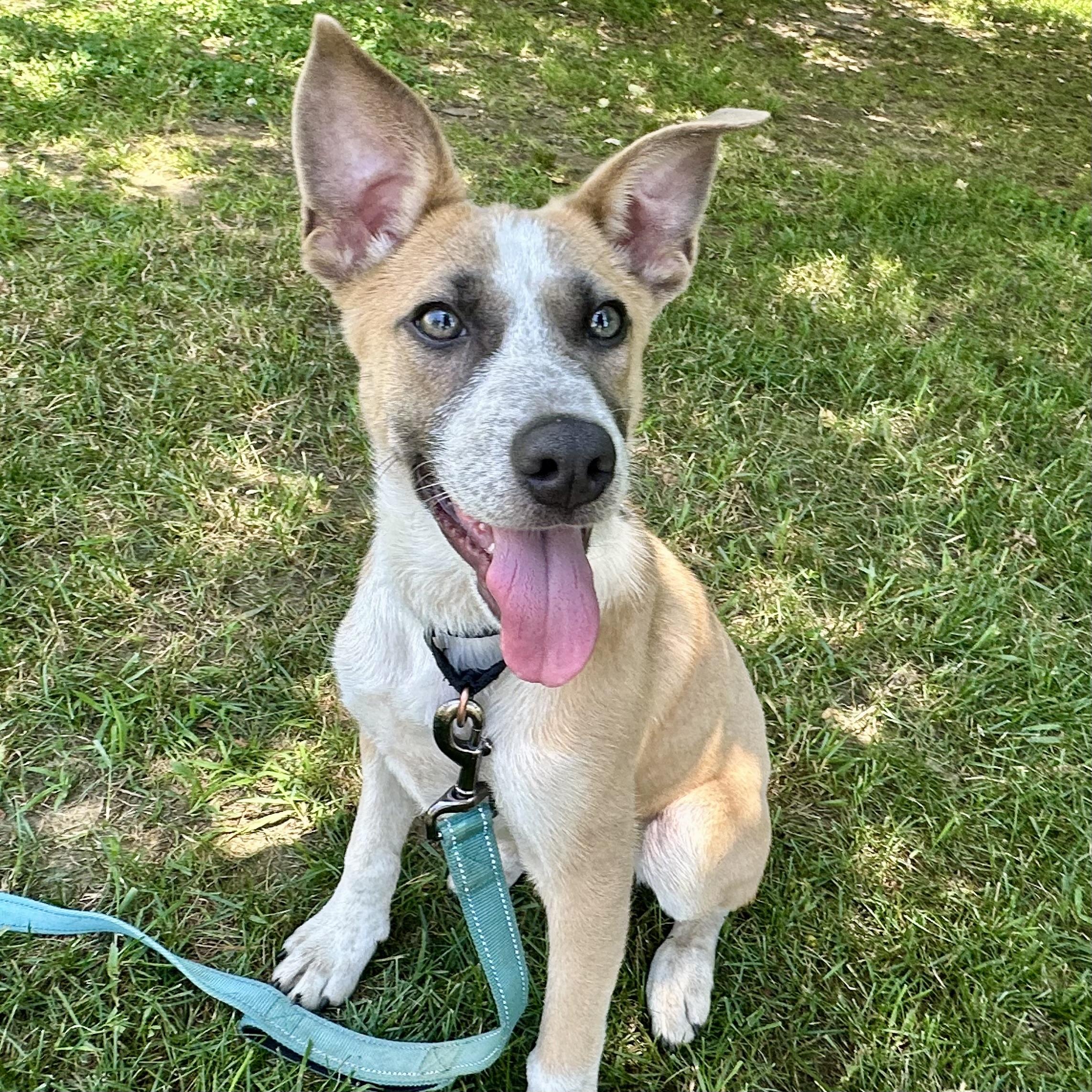 Rose, Baby Female Shepherd