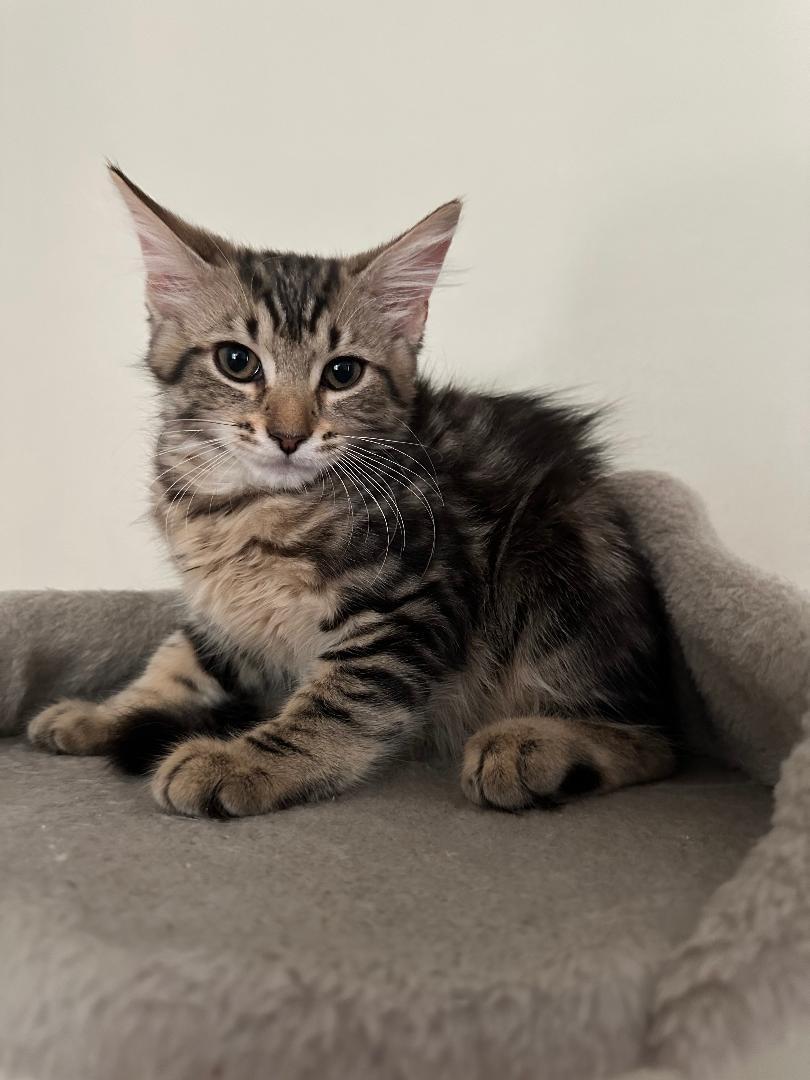 Orzo, an adopted mixed breed in Columbia, SC image 2/2