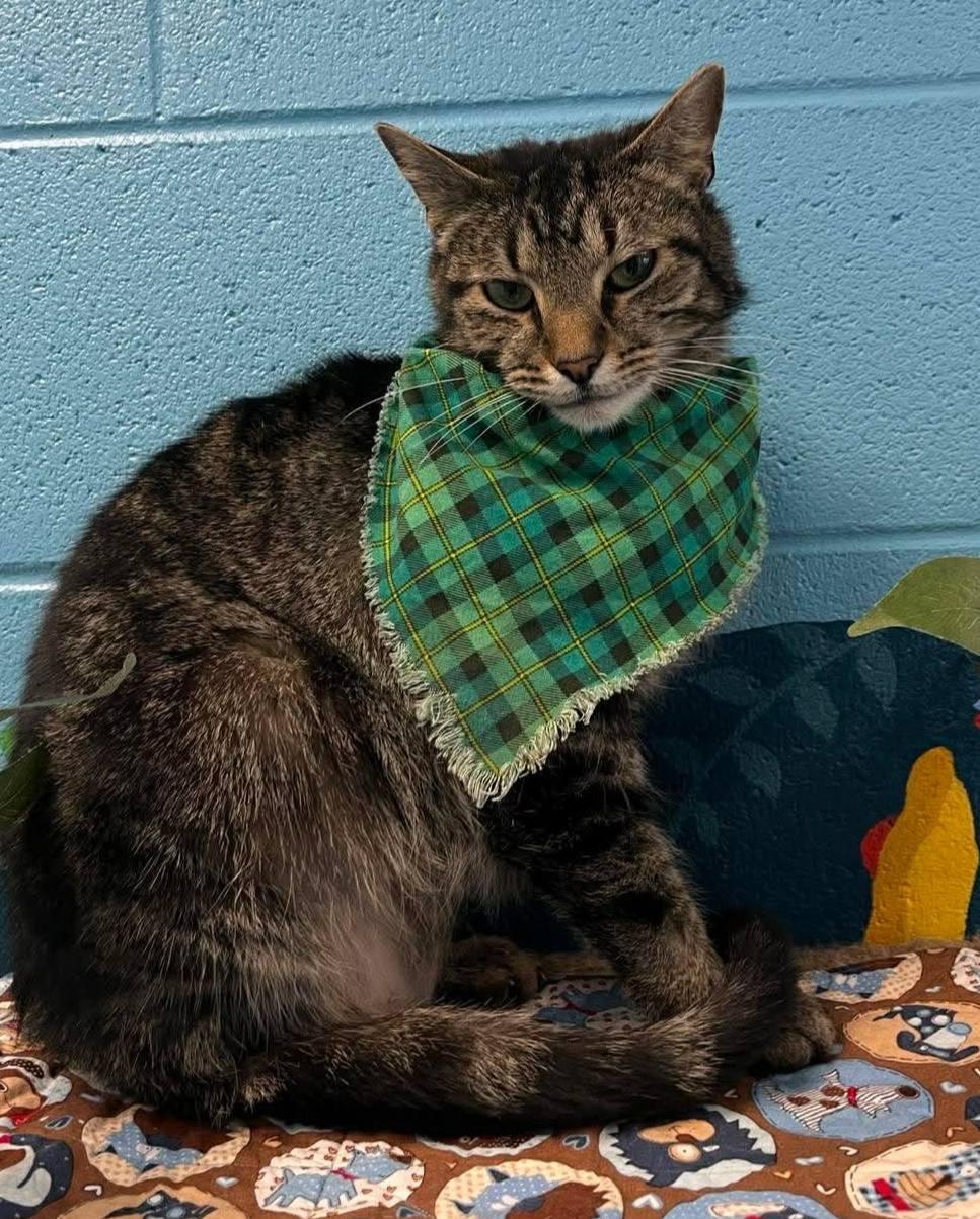 Enlarge Bruce, a Adoptable Tabby in Frankfort, KY image 4/4