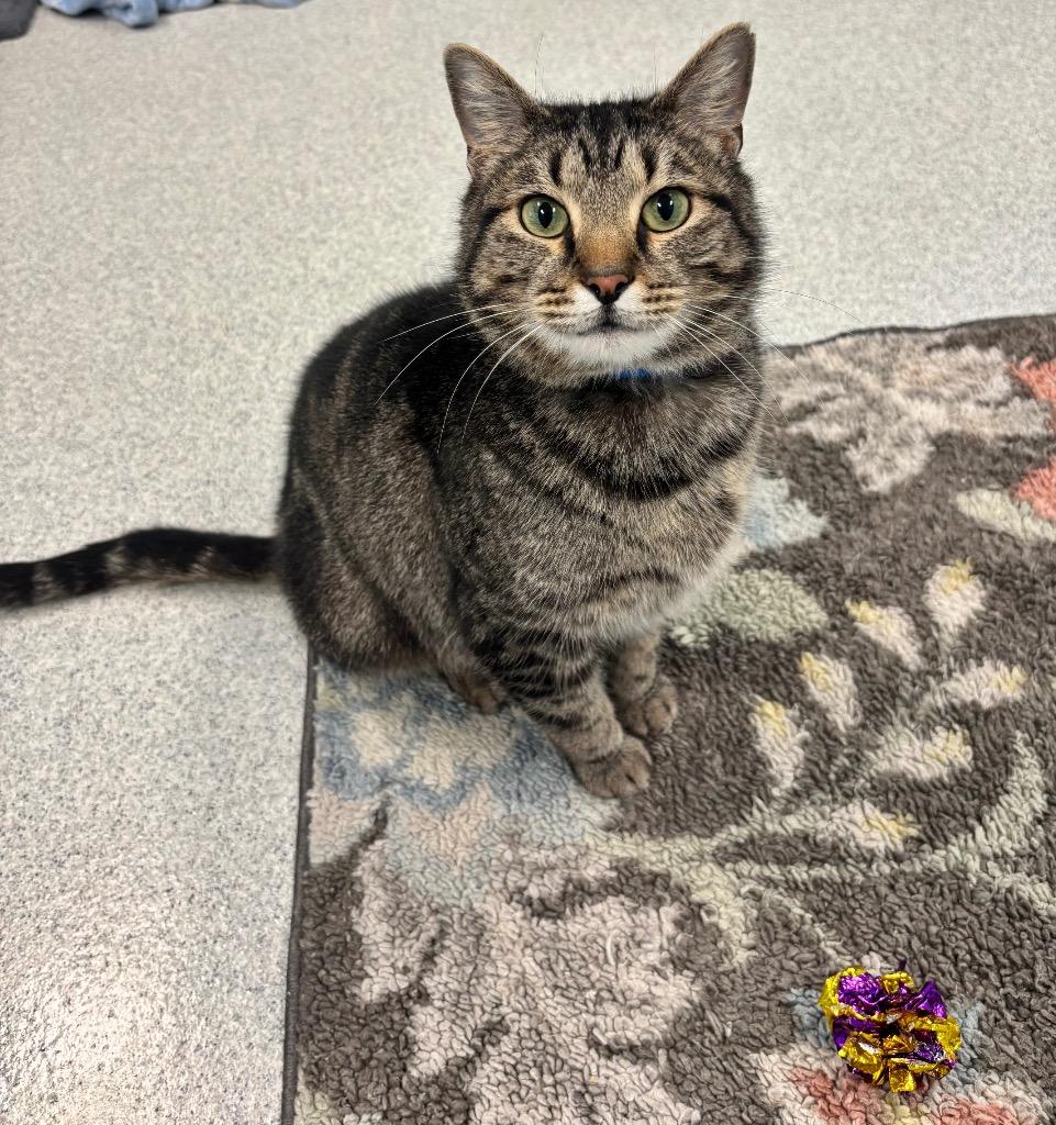 Bruce, Adoptable, Adult Male Domestic Short Hair.