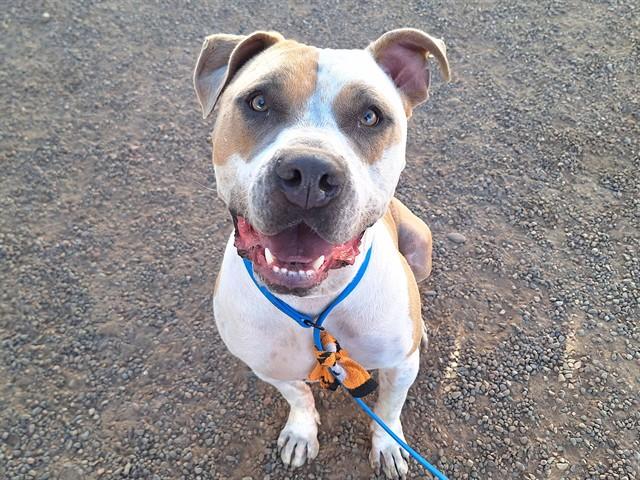 BOSCO, Adoptable, Young Male Pit Bull Terrier & Mixed Breed.