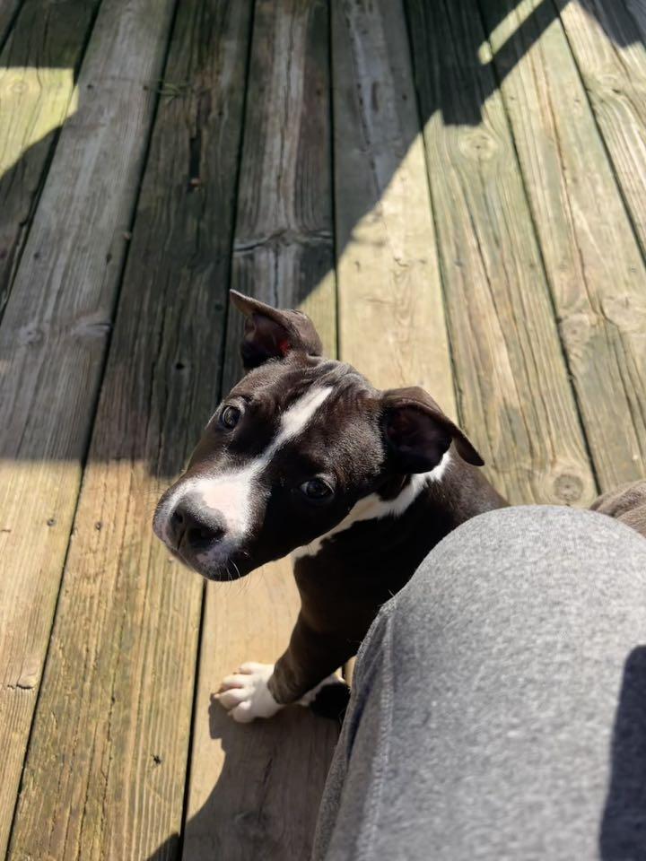 Wednesday, Adopted, Puppy Female Pit Bull Terrier.