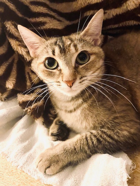 Enlarge MAMA CASS ELLIOT, a Adoptable Torbie in Greensboro, NC image 3/5