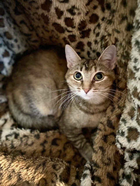 Enlarge MAMA CASS ELLIOT, a Adoptable Torbie in Greensboro, NC image 4/5