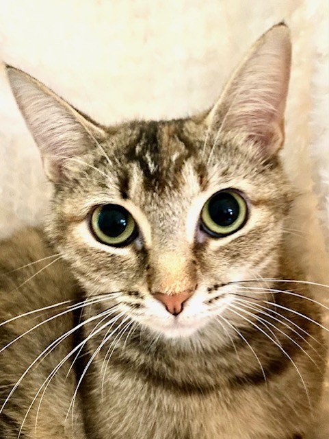 Enlarge MAMA CASS ELLIOT, a Adoptable Torbie in Greensboro, NC image 2/5