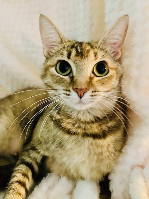 MAMA CASS ELLIOT, Adoptable, Young Female Torbie.