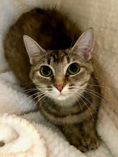Enlarge MAMA CASS ELLIOT, a Adoptable Torbie in Greensboro, NC image 5/5