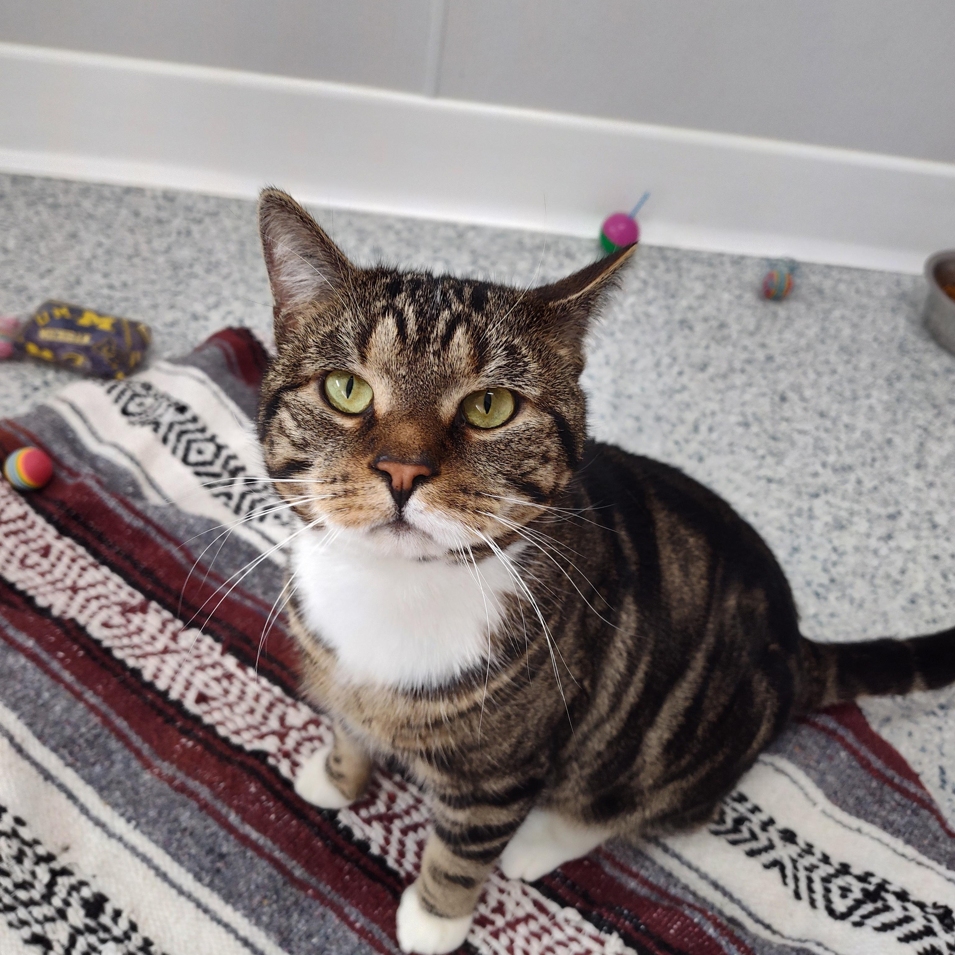 Enlarge Arlo, a Adoptable Domestic Short Hair in Stockbridge, MI image 1/2