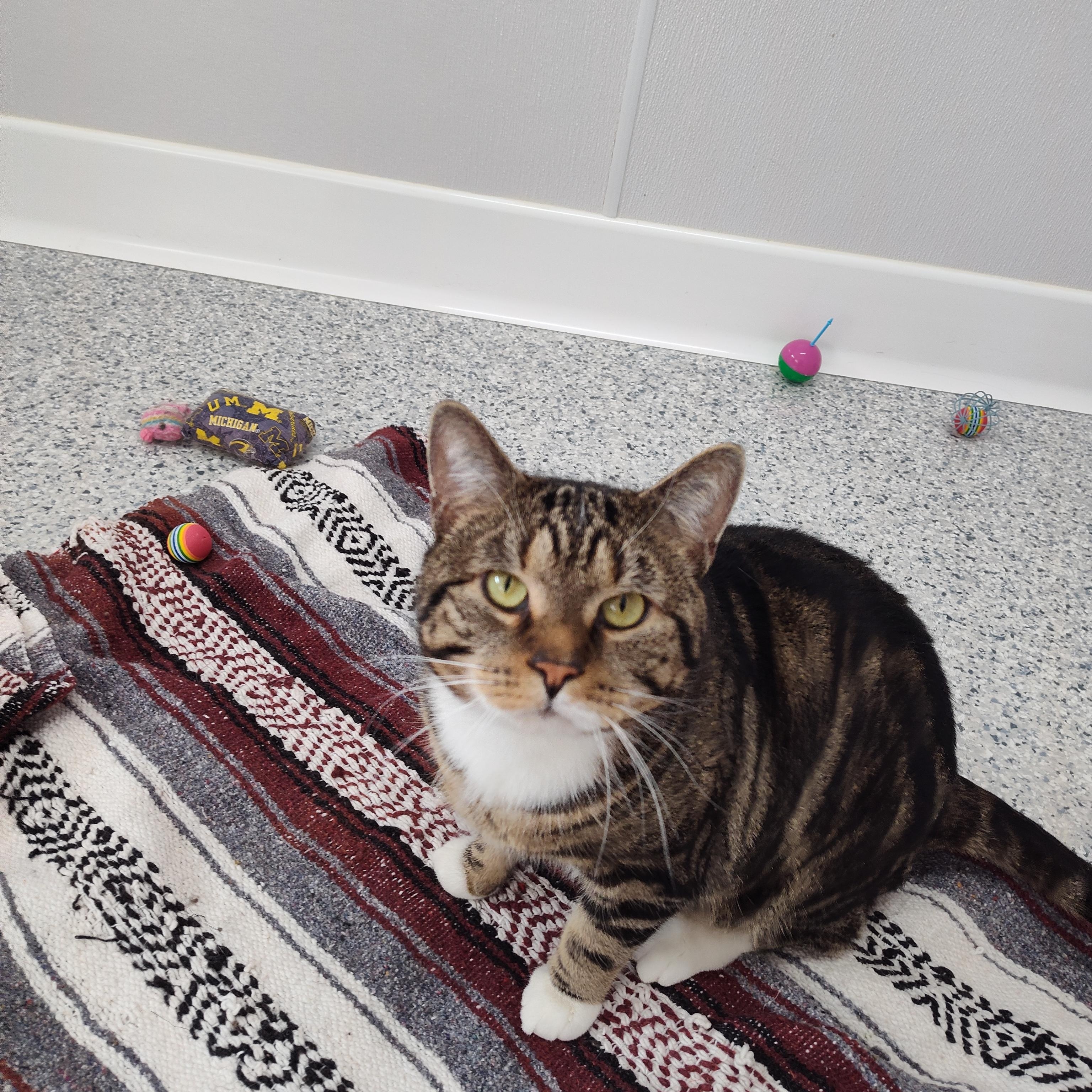 Enlarge Arlo, a Adoptable Domestic Short Hair in Stockbridge, MI image 2/2