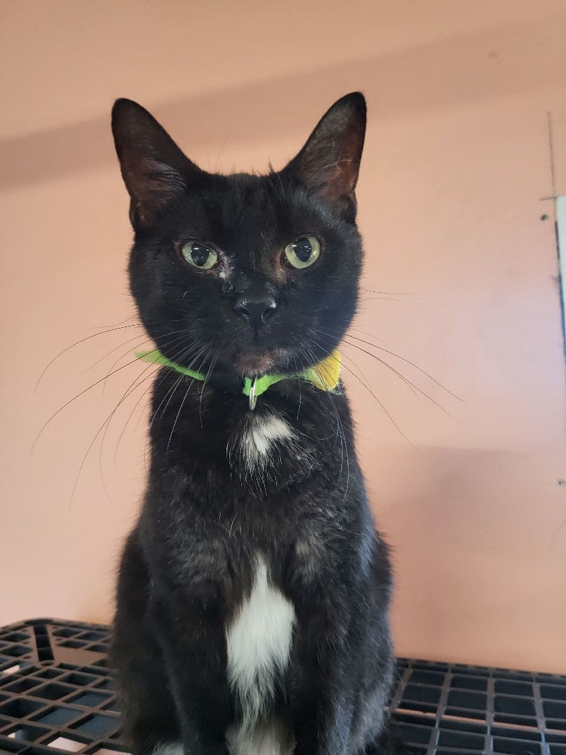 Ingrid, a Adoptable Domestic Short Hair in Peru, IN image 1/5