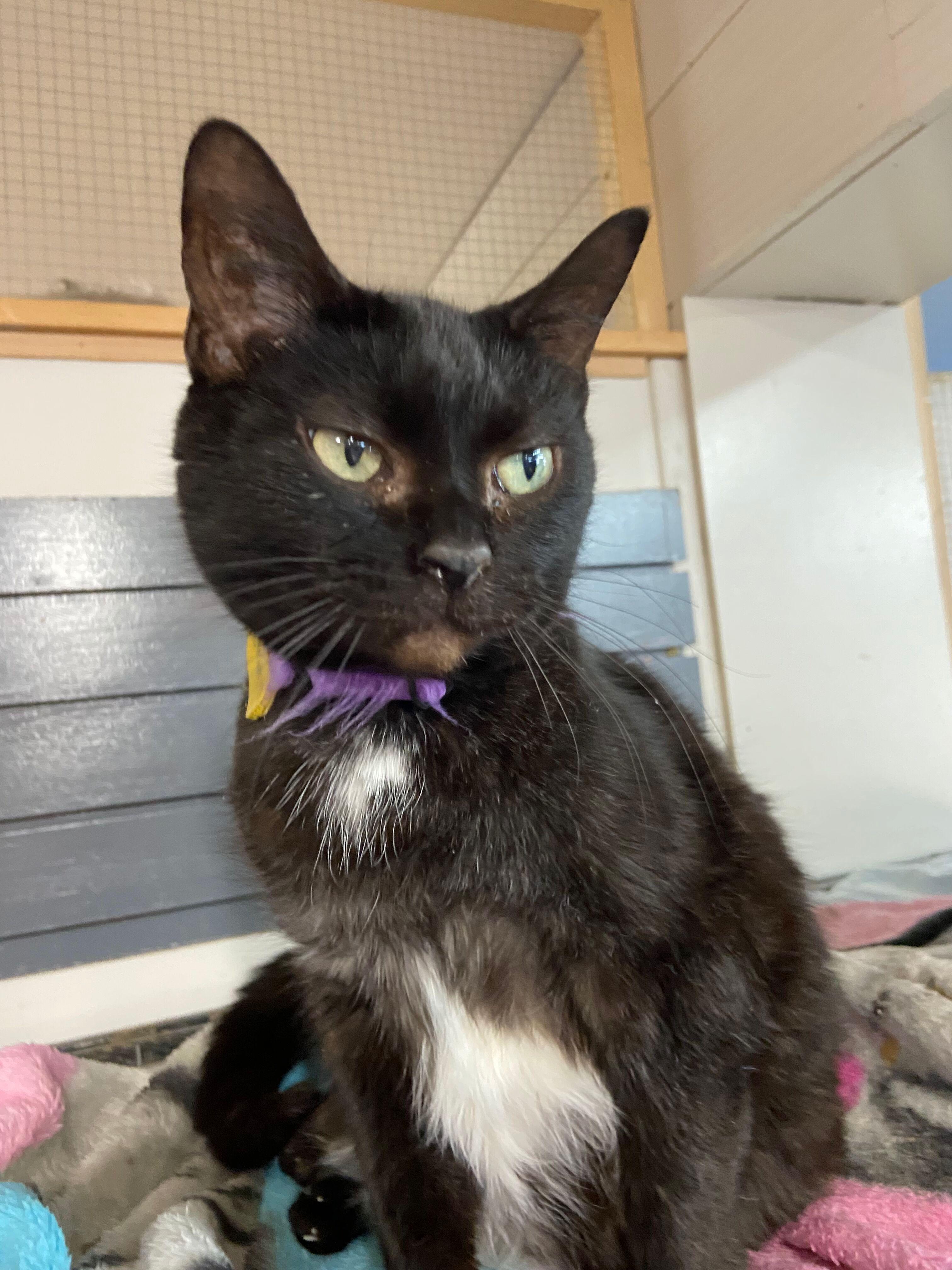 Ingrid, a Adoptable Domestic Short Hair in Peru, IN image 3/5