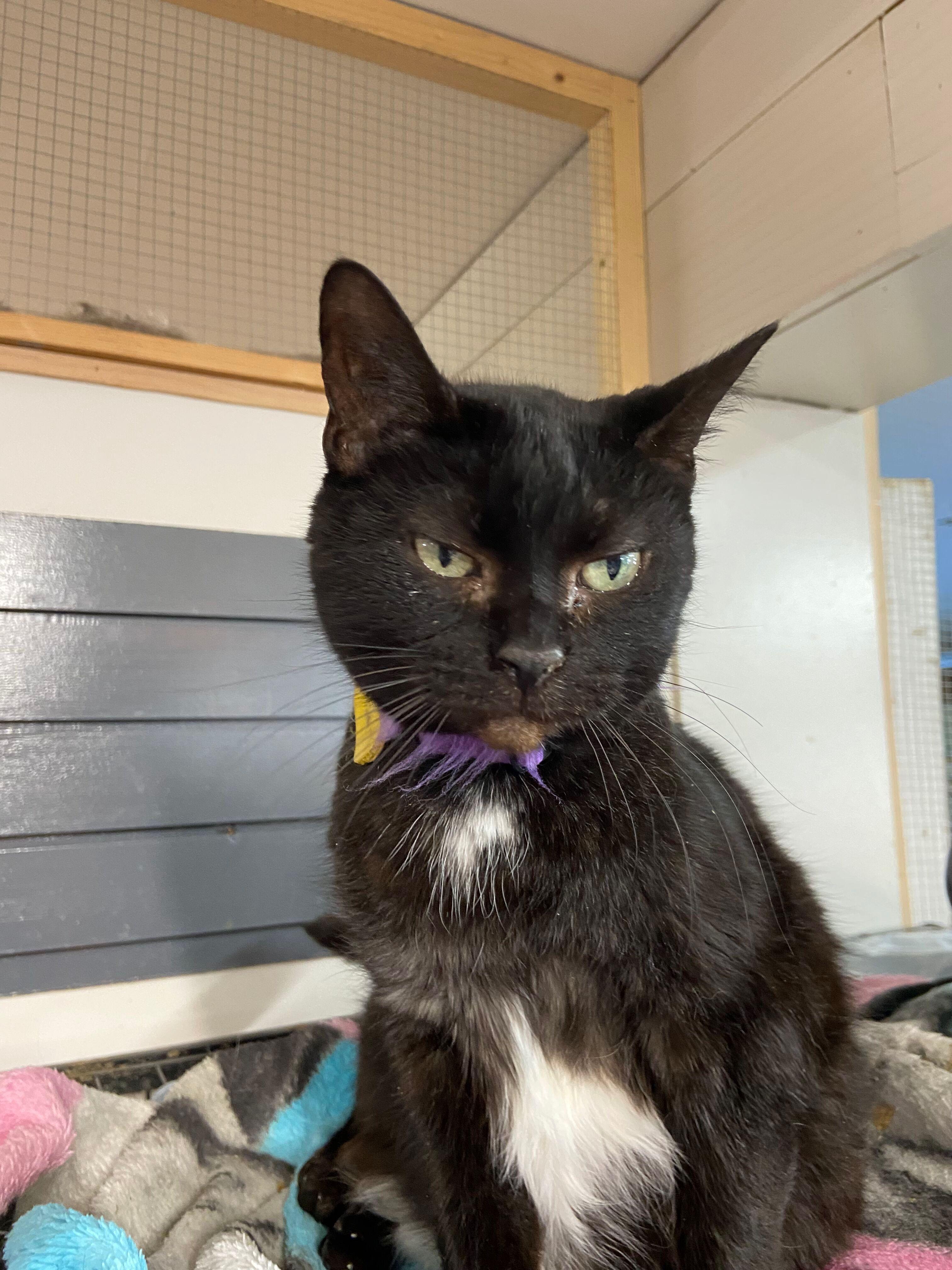 Ingrid, a Adoptable Domestic Short Hair in Peru, IN image 2/5