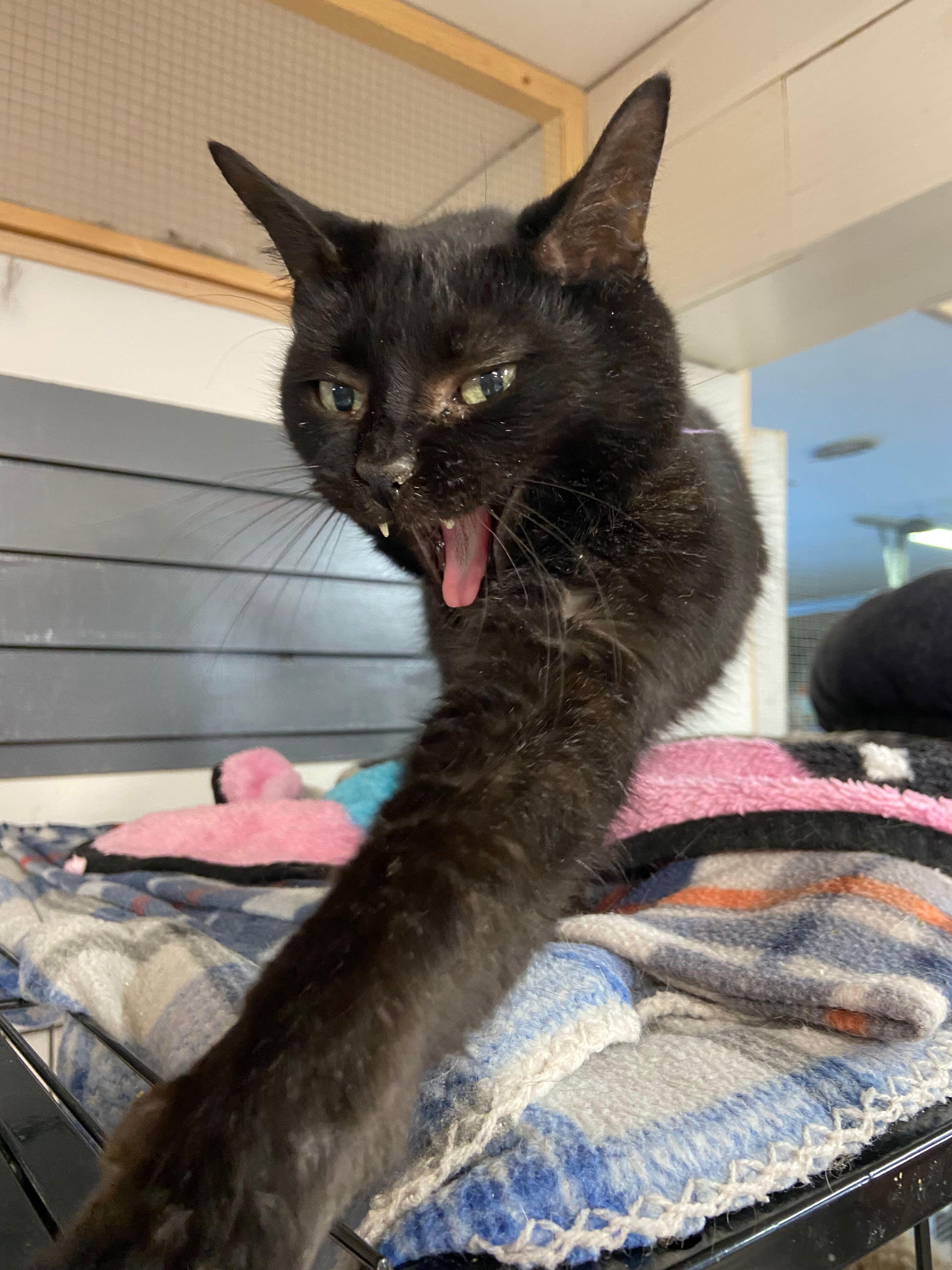 Ingrid, a Adoptable Domestic Short Hair in Peru, IN image 4/5