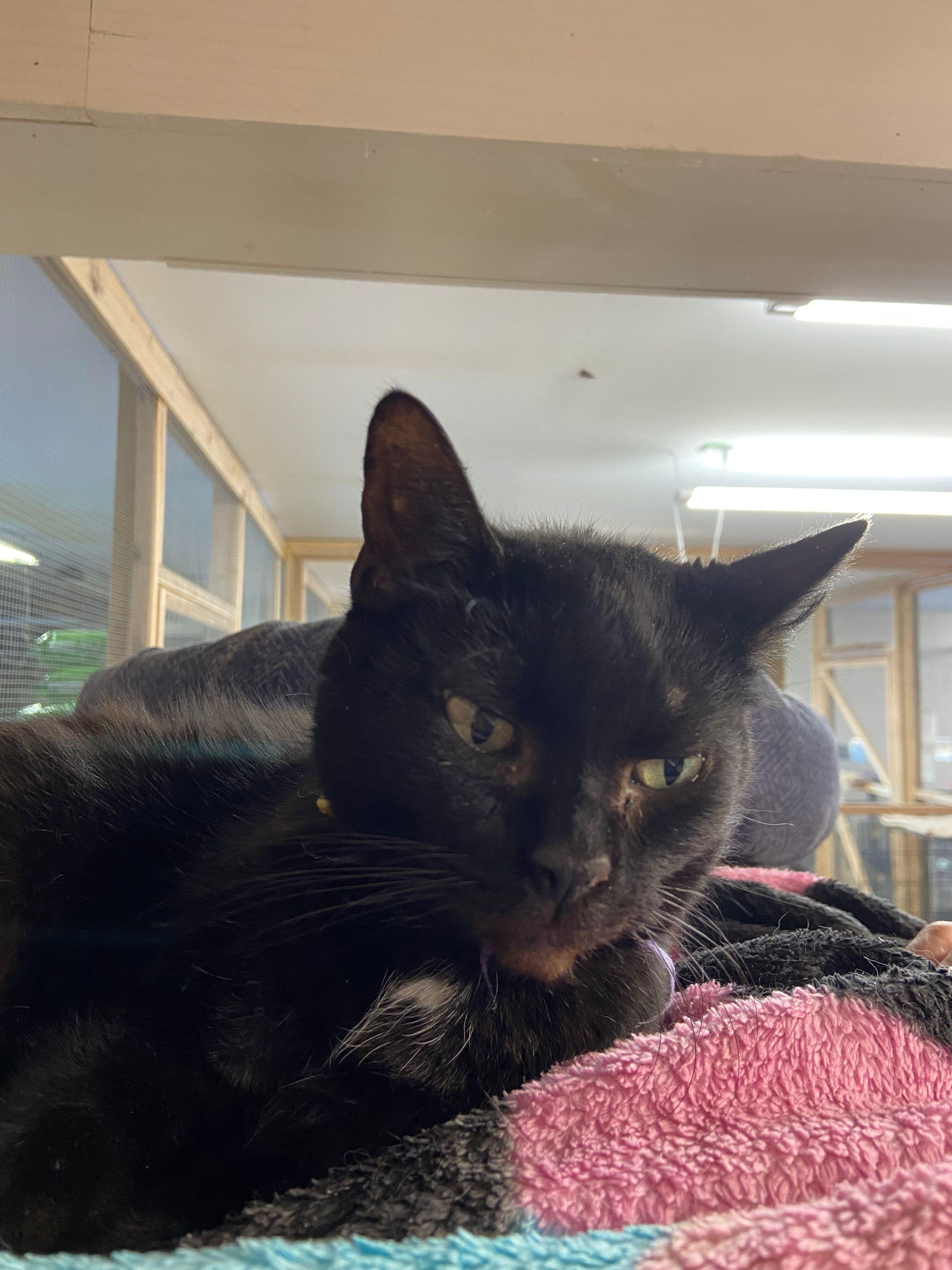 Ingrid, a Adoptable Domestic Short Hair in Peru, IN image 5/5