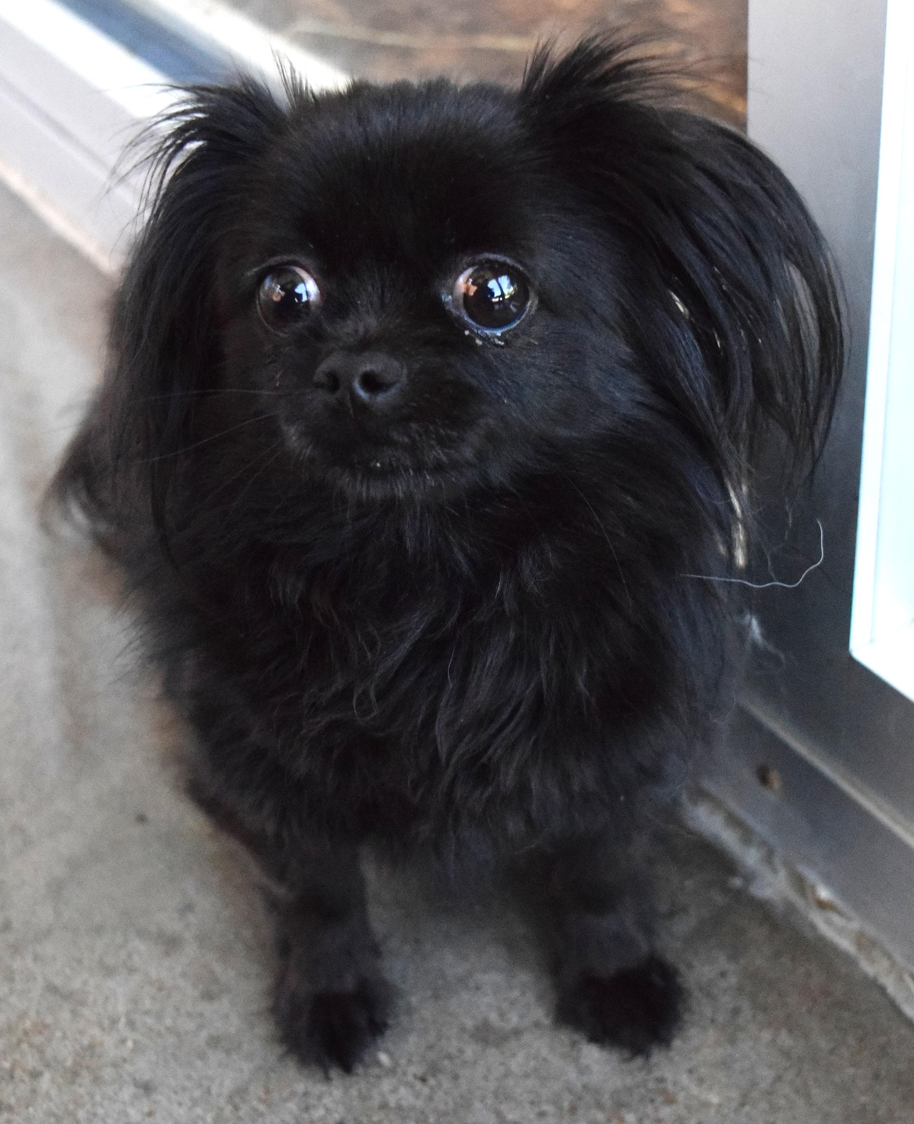 #22190, adopted, Adult Female Pekingese.