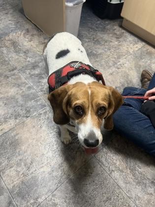 Enlarge Ruby , a ADOPTABLE Beagle in Missoula, MT image 2/2