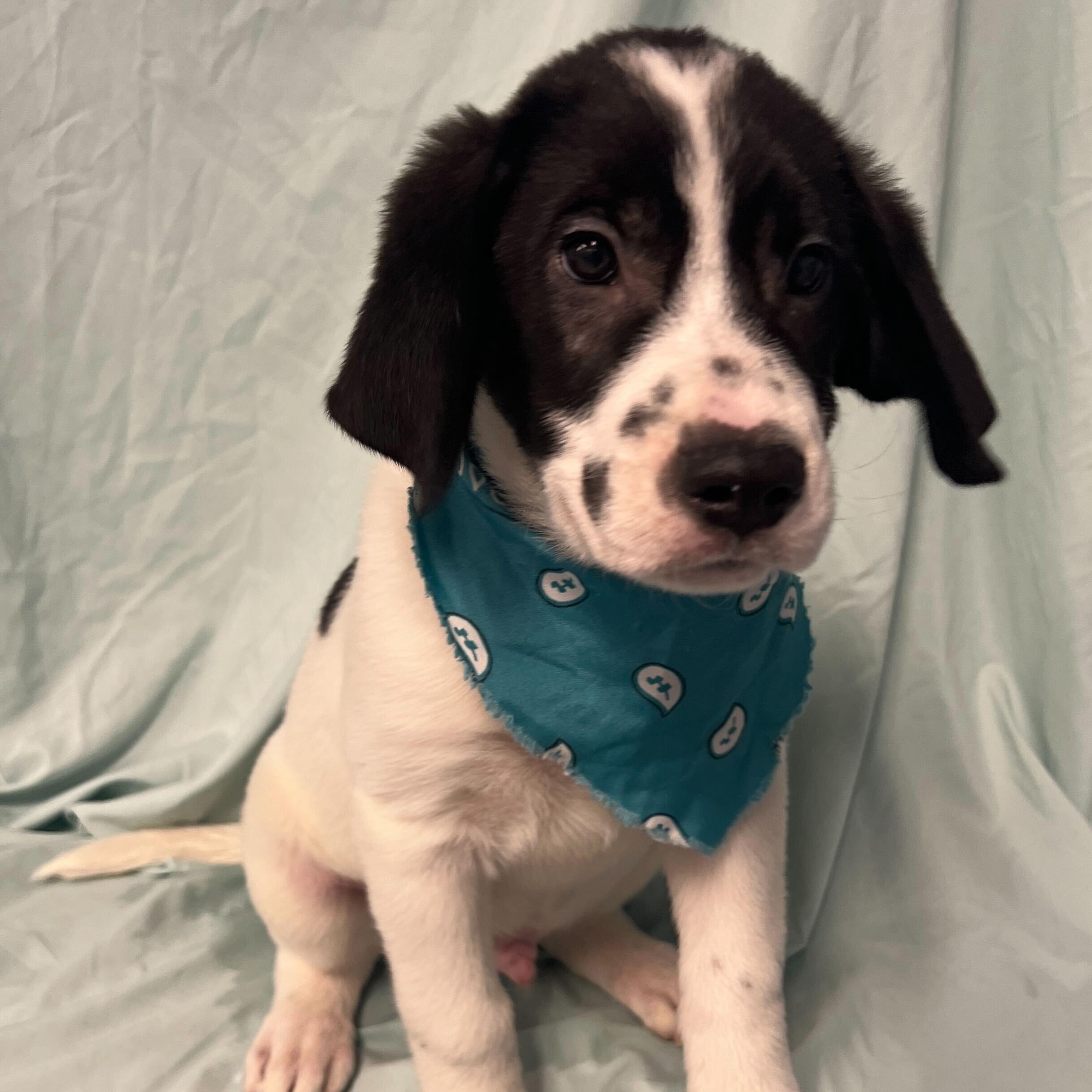 Rembrandt, adoptable, Puppy Male Mixed Breed.