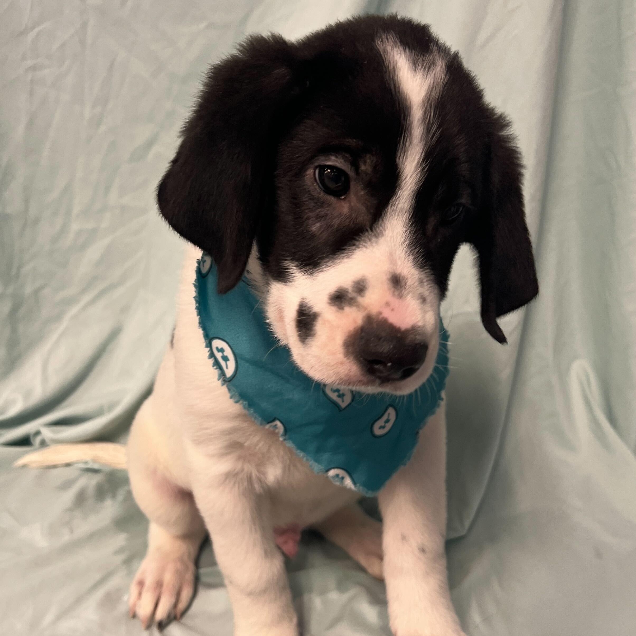 Enlarge Rembrandt, an adoptable Mixed Breed in Canal Winchester, OH image 2/2