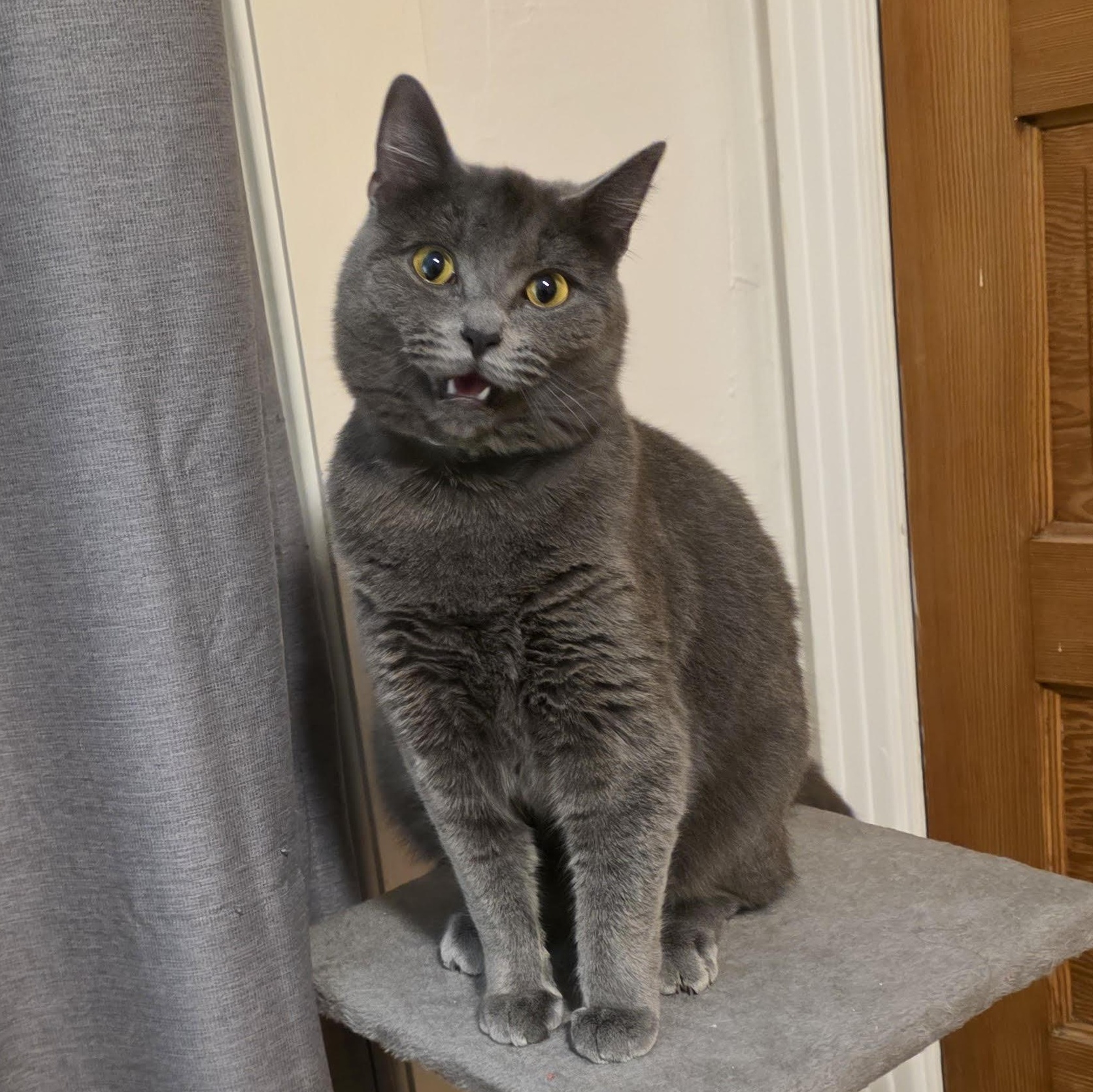 Midna, ADOPTABLE, Adult Female Domestic Short Hair.