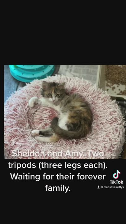 Enlarge Sheldon, a Adopted mixed breed in Mesquite, TX video 4/7