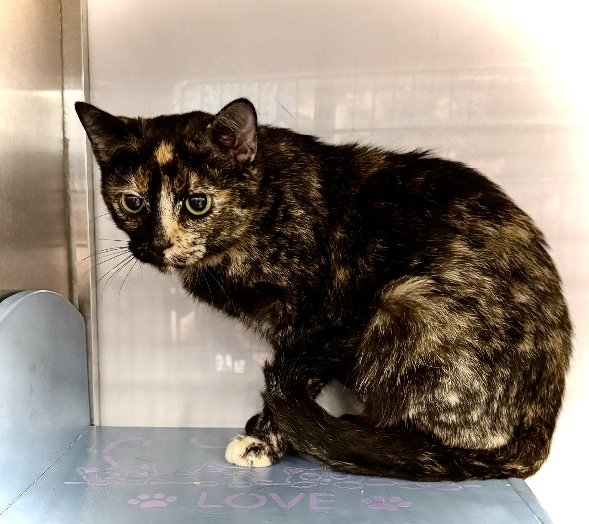 Madam @ Livonia PetSmart