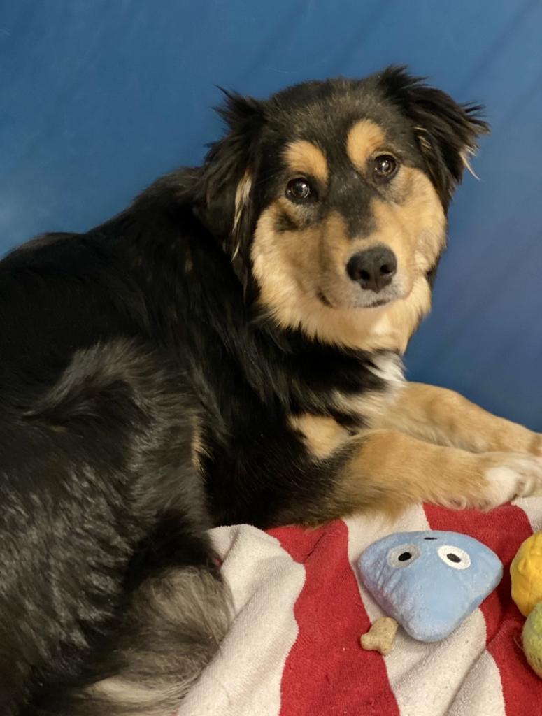 Enlarge Eloise, a Adoptable Australian Shepherd in Decorah, IA image 1/3