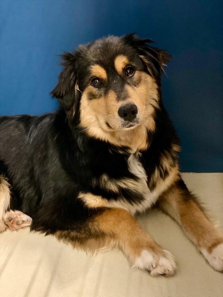 Enlarge Eloise, a Adoptable Australian Shepherd in Decorah, IA image 2/3