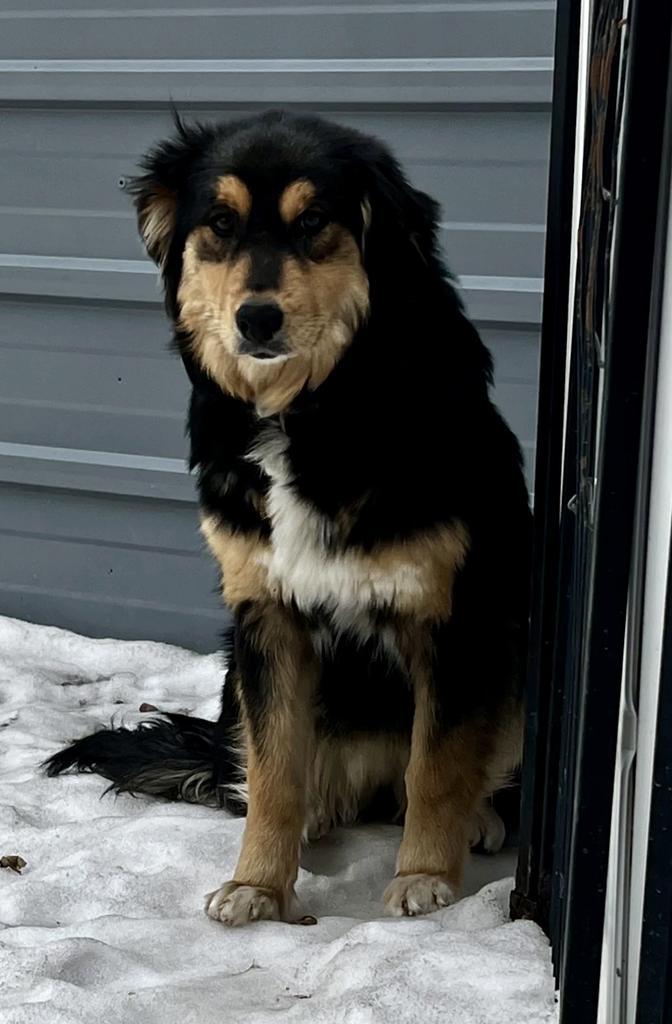 Enlarge Eloise, a Adoptable Australian Shepherd in Decorah, IA image 3/3
