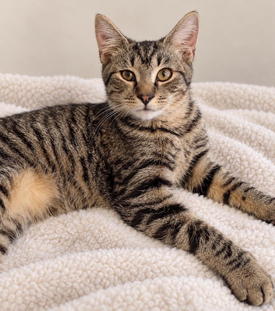 Lickitysplit, Adoptable, Kitten Male Tiger.