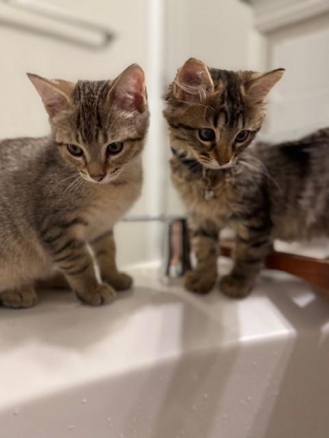 Enlarge Romeo, a Adoptable American Shorthair in Grand Prairie, TX image 2/6