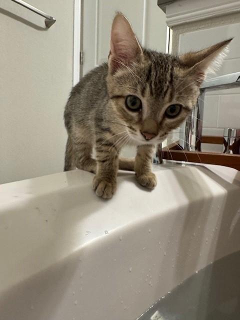 Enlarge Romeo, a Adoptable American Shorthair in Grand Prairie, TX image 3/6