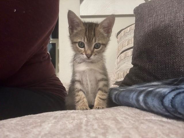 Enlarge Romeo, a Adoptable American Shorthair in Grand Prairie, TX image 1/6