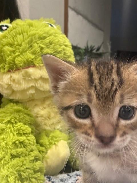 Enlarge Romeo, a Adoptable American Shorthair in Grand Prairie, TX image 4/6