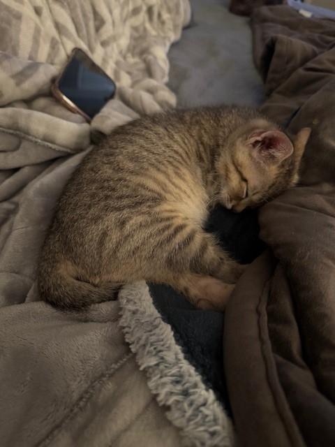 Enlarge Romeo, a Adoptable American Shorthair in Grand Prairie, TX image 6/6