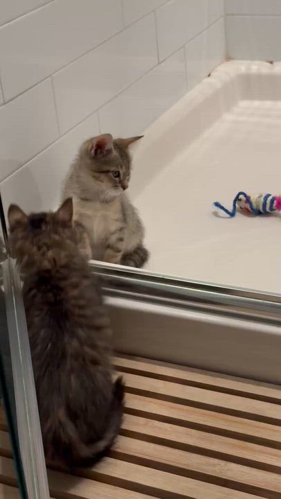 Enlarge Romeo, a Adoptable American Shorthair in Grand Prairie, TX video 5/6