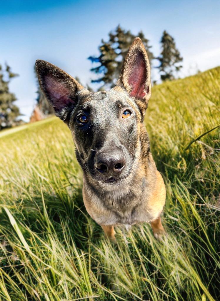 Duke, Adoptable, Adult Male Shepherd.