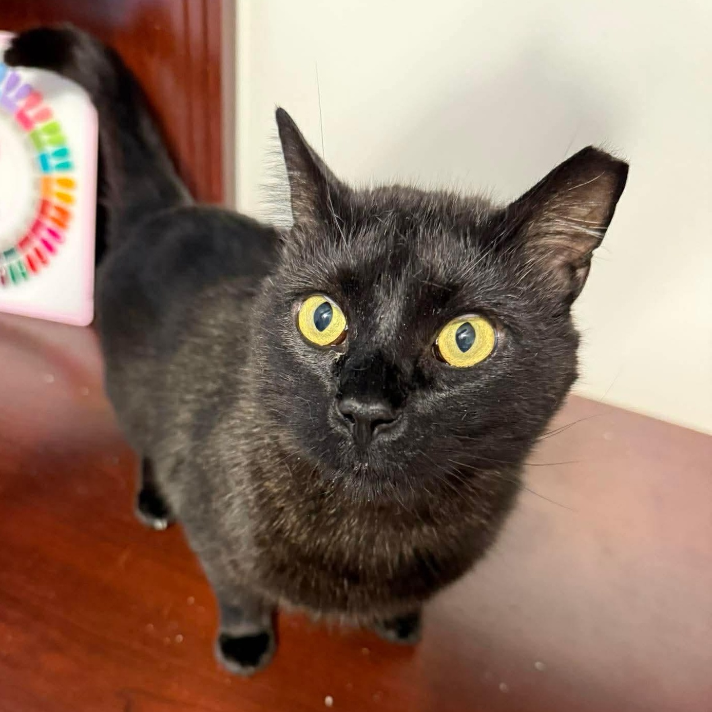 Romeo, a Adoptable mixed breed in Fort Oglethorpe, GA image 2/6