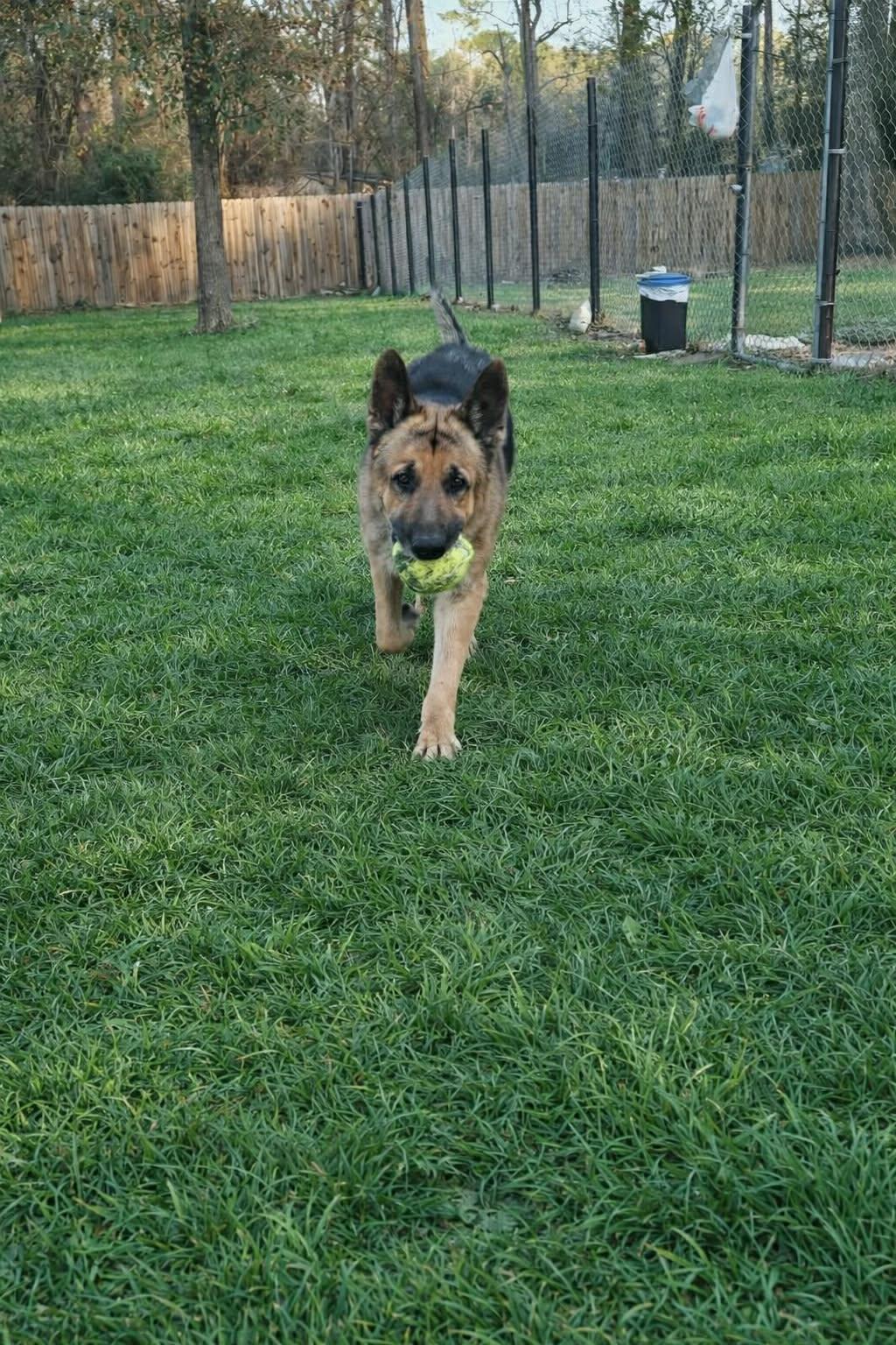 LOUE GS — thumbnail 3