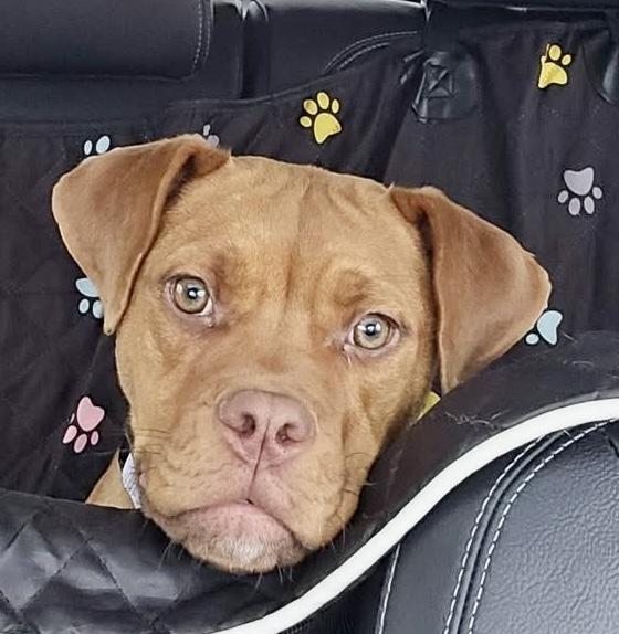 Enlarge Nikki, a ADOPTABLE mixed breed in Wappingers Falls, NY image 3/4