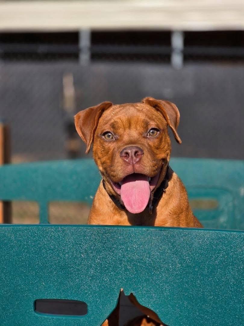 Nikki, ADOPTABLE, Young Female Dogue de Bordeaux & Pit Bull Terrier.