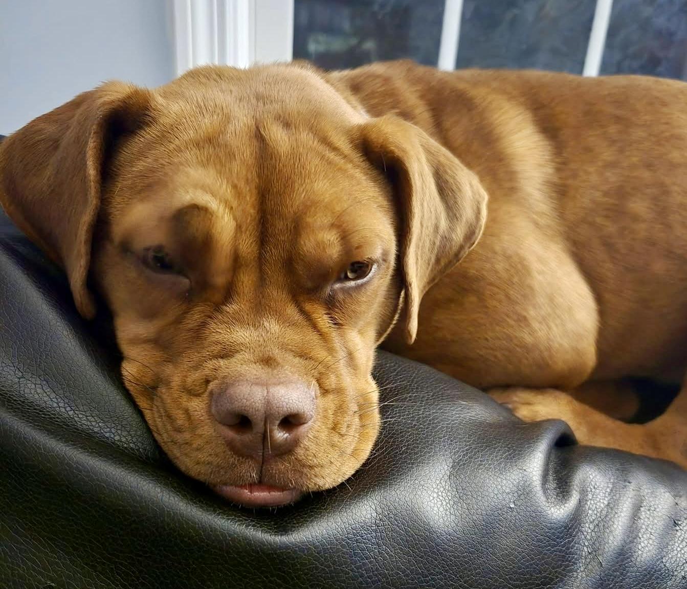 Enlarge Nikki, a ADOPTABLE mixed breed in Wappingers Falls, NY image 2/4