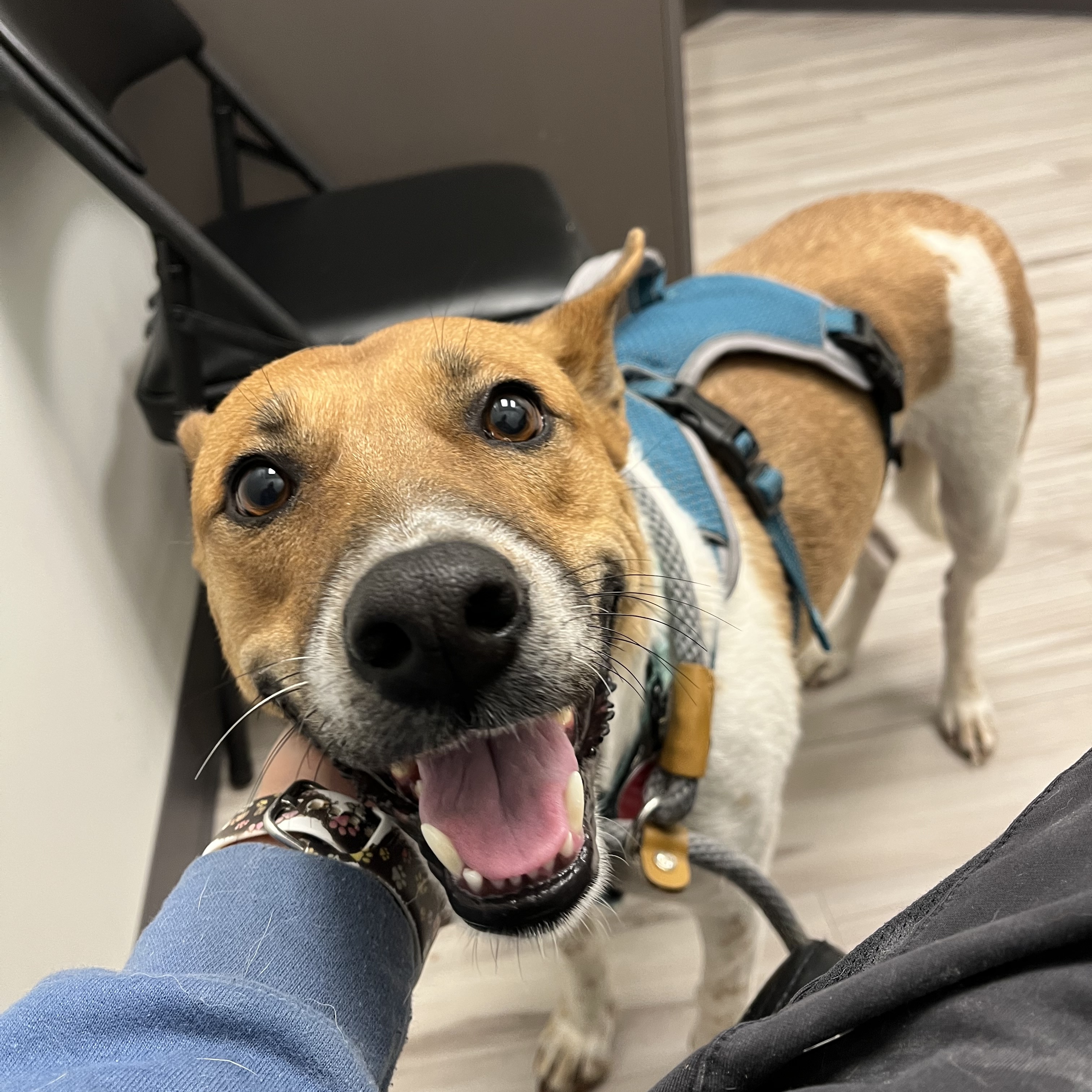 Enlarge Honey, a Adoptable mixed breed in Jackson, GA image 6/6