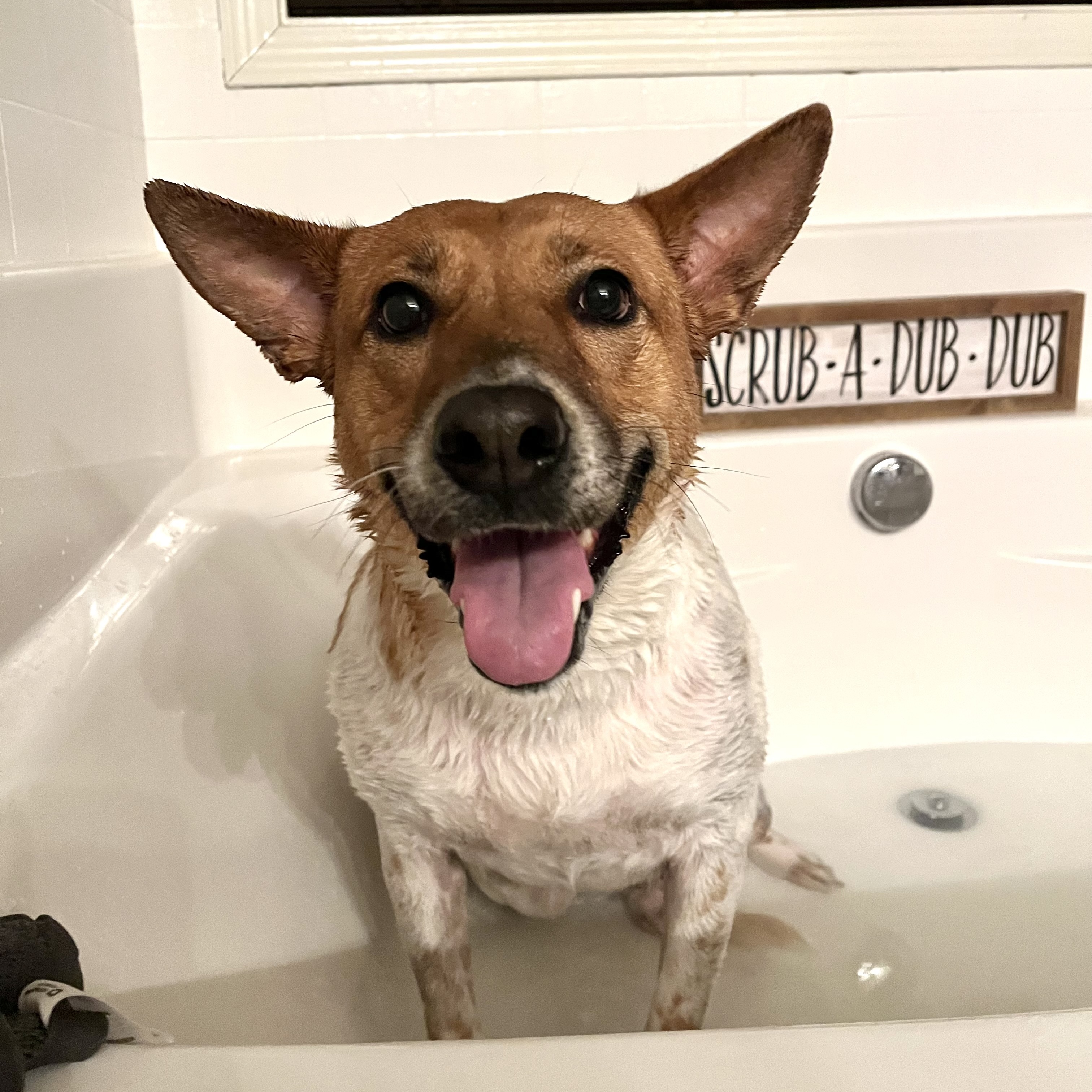 Honey, Adoptable, Young Female Australian Cattle Dog / Blue Heeler.